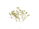 Bamboo Skewer - Knotted 